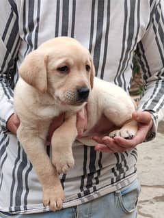 Labrador  Puppy