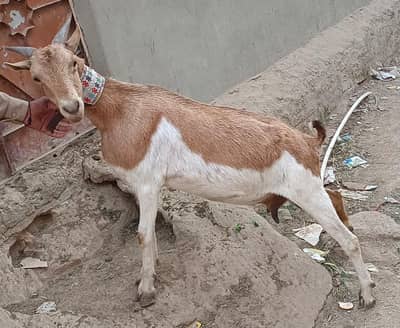 Abluk Teddy Gabban Bakri