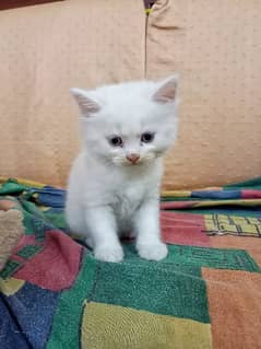 CUTE PERSIAN KITTENS - Cats - 1064582747