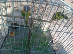 grey headed chicks for sale