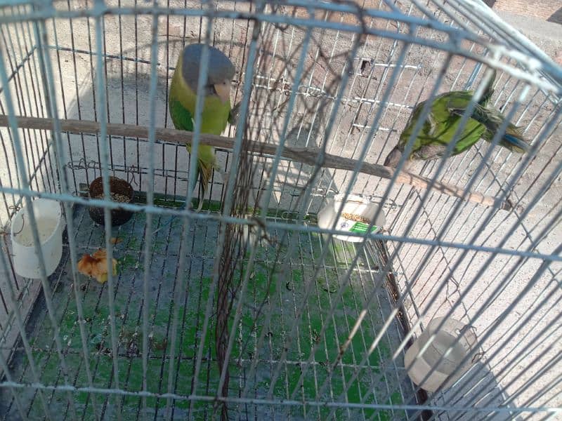 grey headed chicks for sale 0