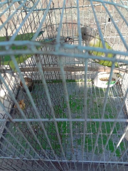 grey headed chicks for sale 1