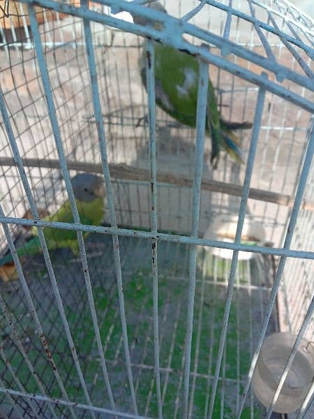 grey headed chicks for sale 2