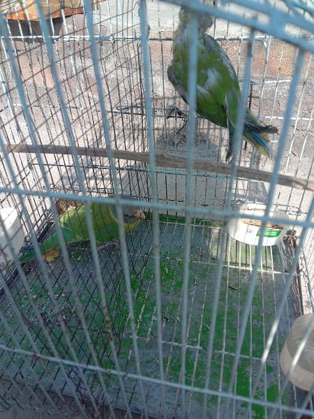 grey headed chicks for sale 3