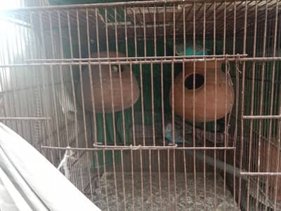 Australian parrots breeder pair 25 piece hen