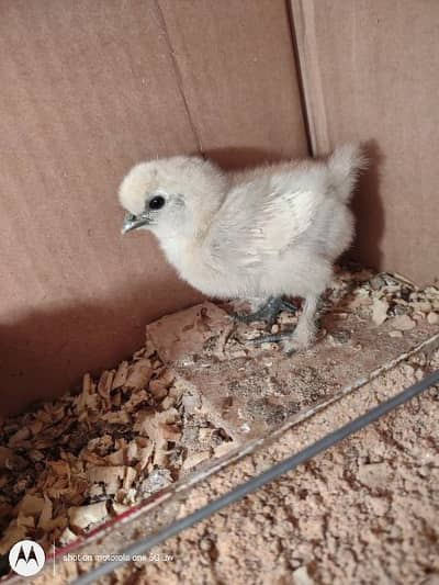 Golden Sebright Breeder Pair and Silkie Hen zero Size Chicks - Hens ...