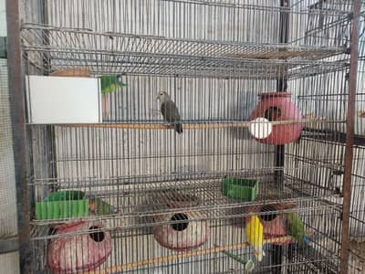 Birds Cage