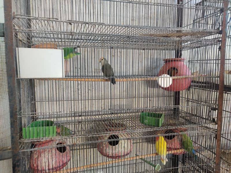 Birds Cage 0
