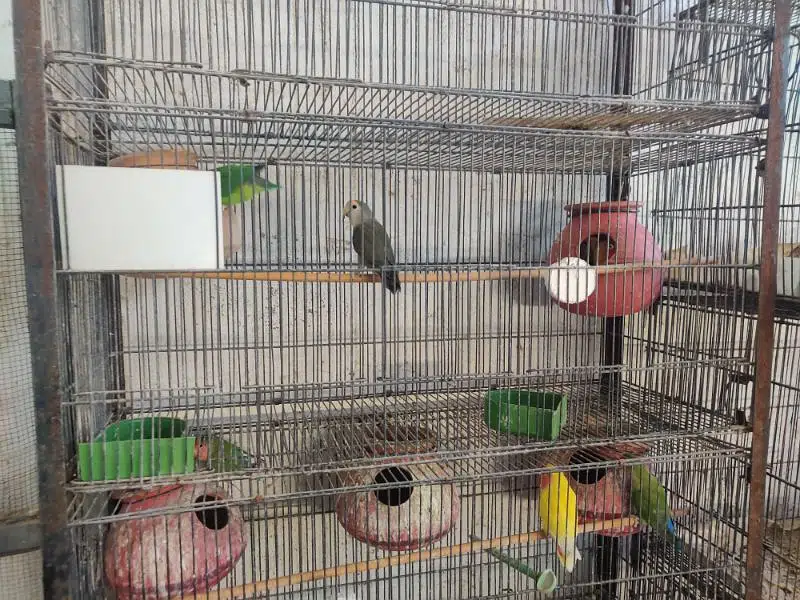 Birds Cage
