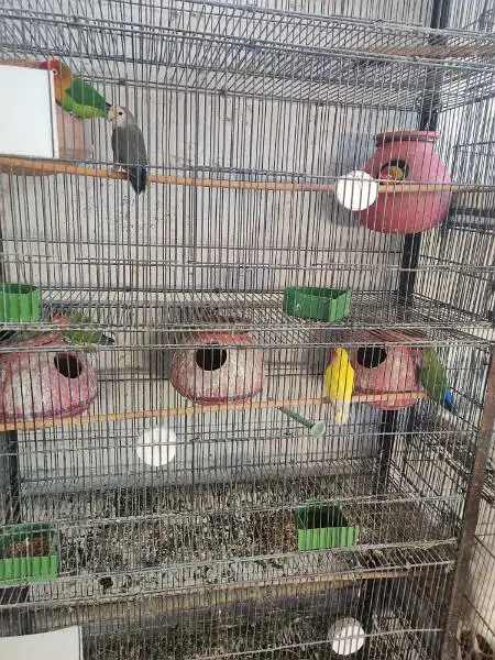 Birds Cage — photo 2