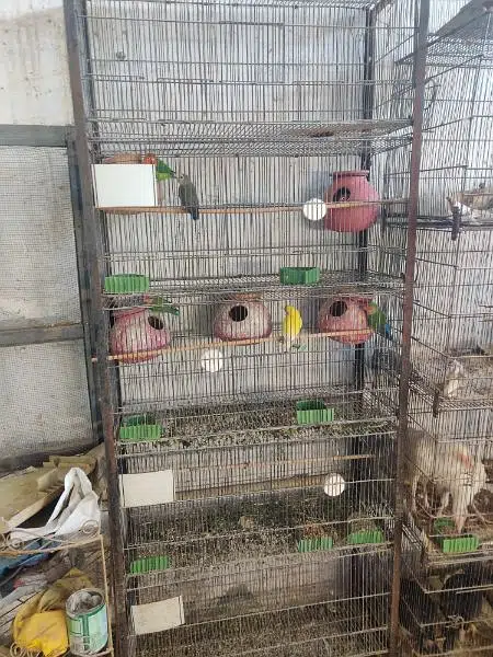 Birds Cage — photo 3