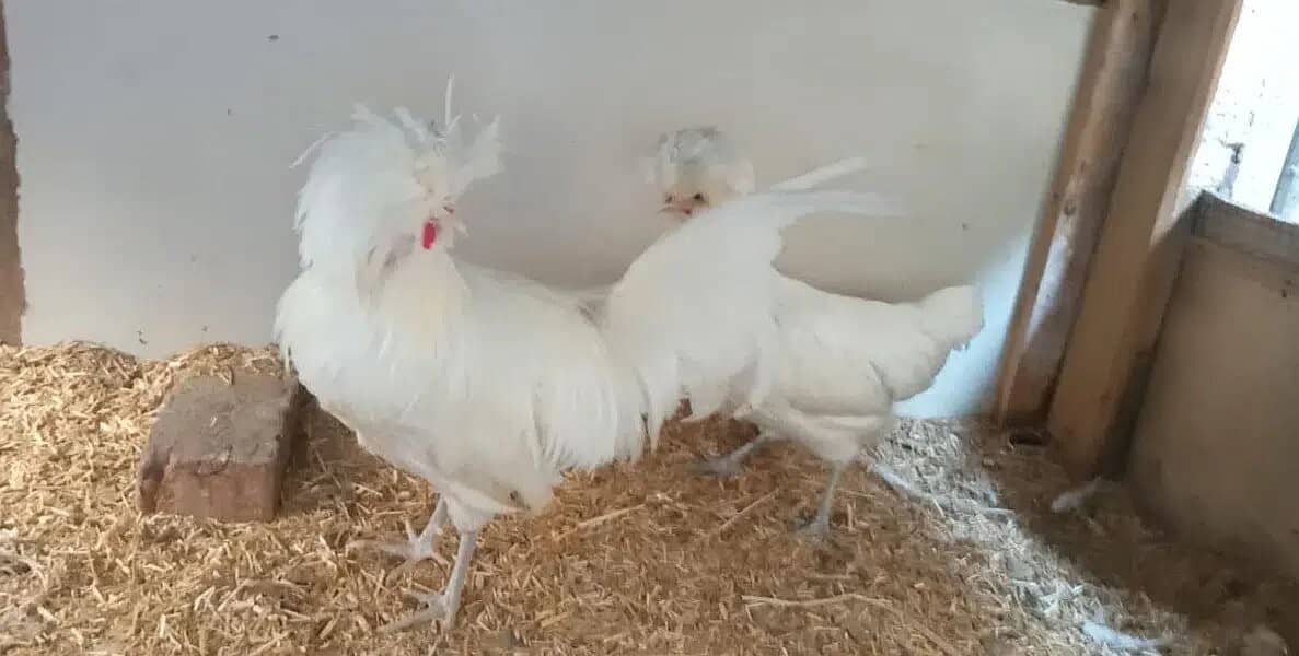 Chicks and Eggs of Fancy Hen Breeds for Sale 2