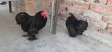 Chicks and Eggs of Fancy Hen Breeds for Sale 3