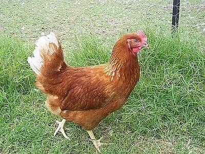 Chicks and Eggs of Fancy Hen Breeds for Sale 5