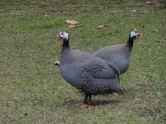 guinea fowl tetri breeder pair