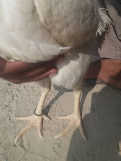 Heera Aseel Madi For Sale