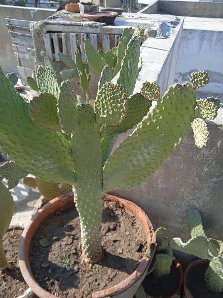 Plants imlis, podinas, cactus, dragonfor sale at very cheapest Price 1