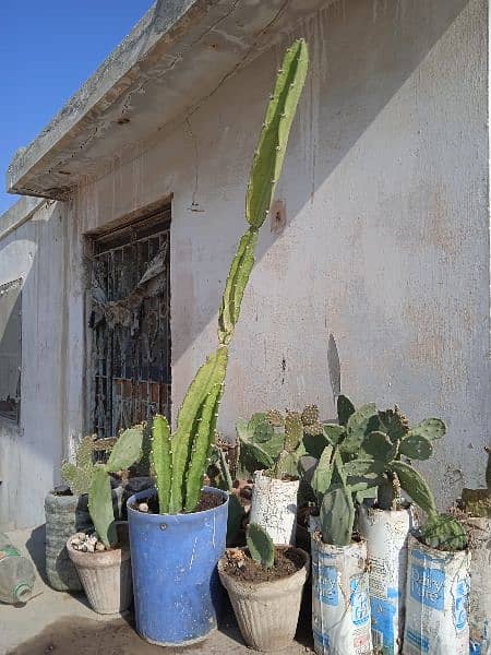 Plants imlis, podinas, cactus, dragonfor sale at very cheapest Price 2