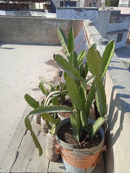Plants imlis, podinas, cactus, dragonfor sale at very cheapest Price 6