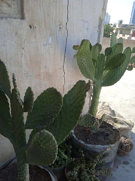 Plants imlis, podinas, cactus, dragonfor sale at very cheapest Price 12