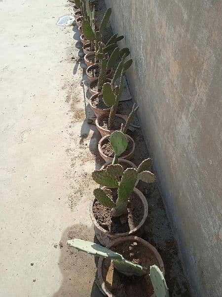 Plants imlis, podinas, cactus, dragonfor sale at very cheapest Price 15