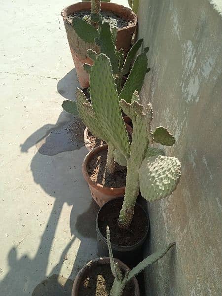 Plants imlis, podinas, cactus, dragonfor sale at very cheapest Price 17