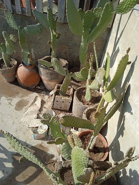 Plants imlis, podinas, cactus, dragonfor sale at very cheapest Price 18