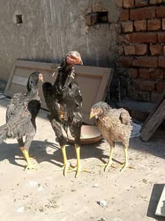 pure o shamo patha n pathiyan 03125568800