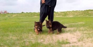 German Shepherd puppies