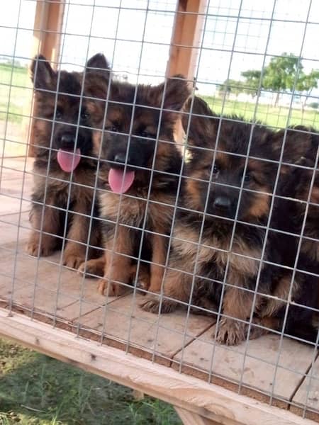 German Shepherd puppies 2