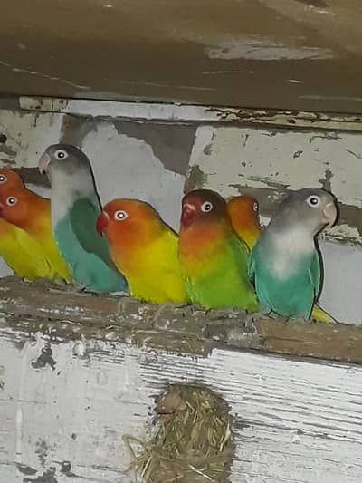 latino parsnata. fisher sprit blue. latino. p. peach faced. bule fishery.