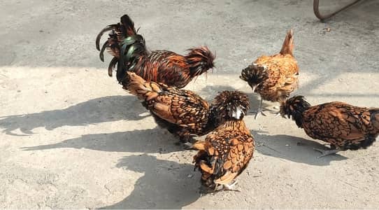 Yokohama / Samatra / Brahma / Phoenix / Heera  Eggs Breader Chicks 10