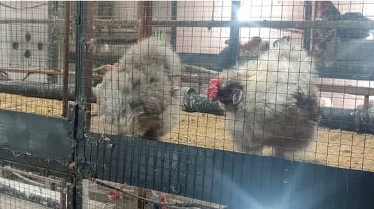 Yokohama / Samatra / Brahma / Phoenix / Heera  Eggs Breader Chicks 11
