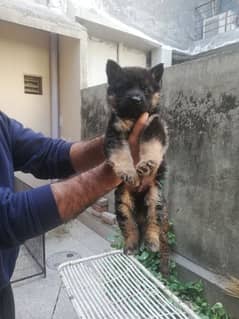 German shepherd show class puppies