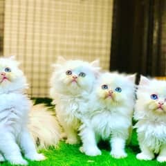 Kittens looking for new home .