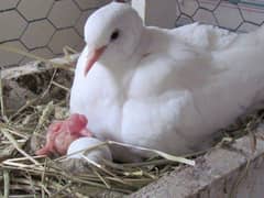 White dove ( Breeder Pairs ) For Sale