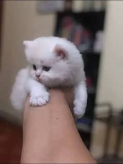 Persian triple coated cat Blue Eyes white colour pure Persian