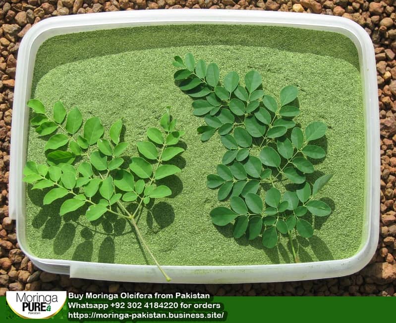 Fresh Sohanjana Moringa Powder Islamabad & Rawalpindi 4