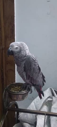 Gray Parrot , Active , Male , age 12 Months