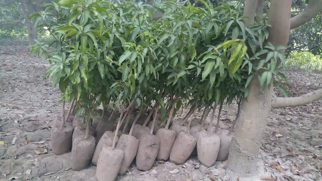 Mango Nursery plants for sale 0