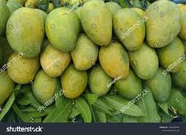 Mango Nursery plants for sale 4