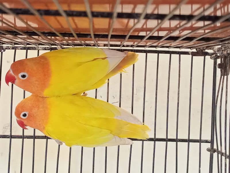 fisher/lutino personata/albino splt redeye love bird/lovebird pairs 2