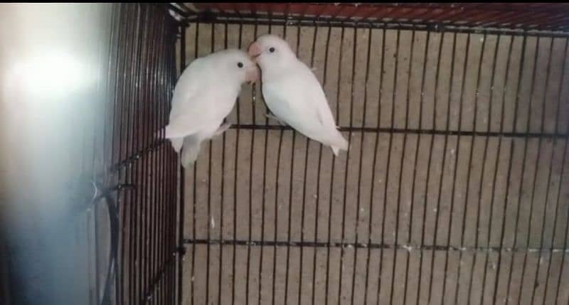 fisher/lutino personata/albino splt redeye love bird/lovebird pairs 5