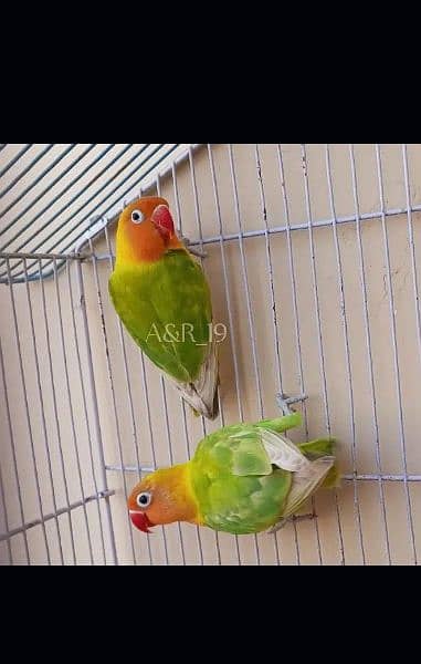 fisher/lutino personata/albino splt redeye love bird/lovebird pairs 7