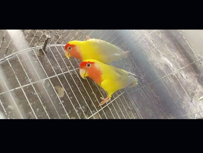 fisher/lutino personata/albino splt redeye love bird/lovebird pairs 9