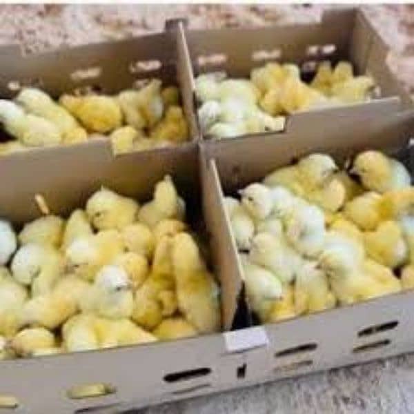 golden misri chicks or broiler chicks 1