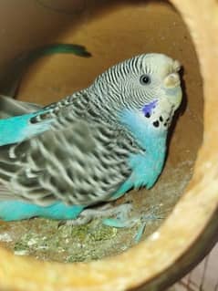 austalian parrot