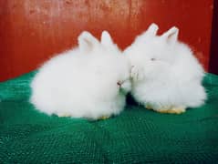 Rabbits,