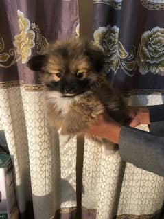 Terrier Male for Sale