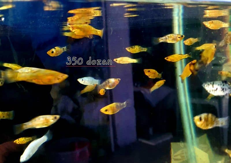 32inch by 15inch only glass tank price 4000 6